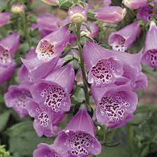 Camelot Lavender Foxglove Digitalis Purpurea Dramatic Flowers That Will Attract Hummingbirds According Purple Flowers Garden Foxglove Plant Shade Flowers