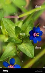 Image result for Lysimachia arvensis