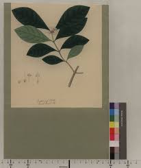 Image result for Ixora kalehensis