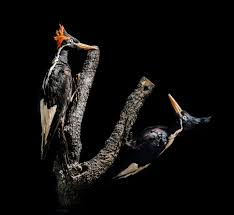 Pájaro fantasma esta ave es sin duda una de las más sorprendentes de américa latina, su nombre científico es nictibio urutaú pájaro fantasma. Podemos Encontrar El Carpintero Real En Cuba Audubon