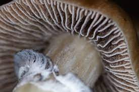 What Are Psilocybin Spores Everything You Need To Know And Grow Psychedelic Spotlight