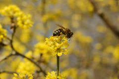 Ziegen im garten zu halten ist kein kinderspiel! Bienen Im Garten Halten So Fuhlen Sie Sich Richtig Wohl