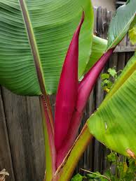 Image result for Musa ornata