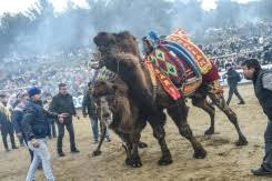 This dream can also mean you are carrying too many problems on. Into The Arena For Camel Wrestling In Turkey