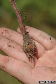 Image result for Orobanche minor