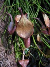 Image result for Aristolochia promissa