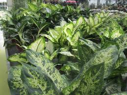 Maybe you would like to learn more about one of these? Piante Da Appartamento Con Foglie Grandi