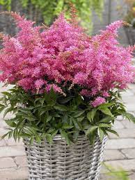 False Goat S Beard Astilbe Short N Sweet Raspberry Astilbe Arendsii X Japonica Astilbe Arendsii Astilbe Goats Beard