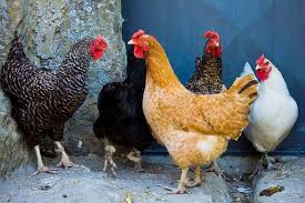 Maybe you would like to learn more about one of these? Che Differenza C E Tra Pollo E Gallina Supereva