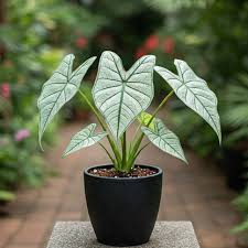 Image result for Caladium