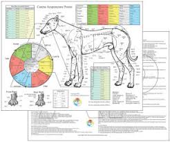 veterinary acupuncture posters and charts