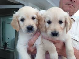 The cheapest offer starts at £1,250. Golden Retriever Puppies Picture San Diego Dog Breeders Guide