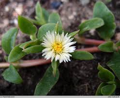 Image result for Delosperma tradescantioides