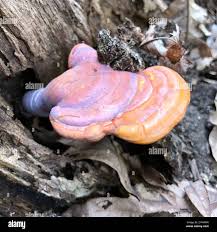 Image result for Ganoderma curtisii
