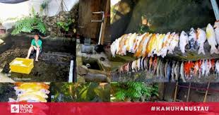 Ikan hias merupakan salah satu jenis ikan yang dimanfaatkan untuk menjadi dekorasi akuarium, banyak sekali spesies ikan yang memiliki warna dan corak yang menarik. Apes Gara Gara Lupa Nyalakan Pompa Air Puluhan Ikan Hias Mahal Pria Ini Mati Sia Sia Indozone Id