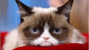 Eva krpálková je neskutečná kočka! Nejslavnejsi Kocka Na Svete Zemrela Grumpy Cat Bude Chybet Milovnikum Memu Extra Cz