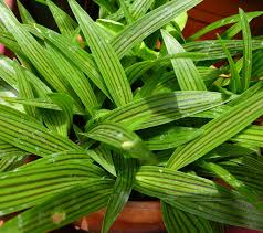 Image result for Ledebouria cooperi