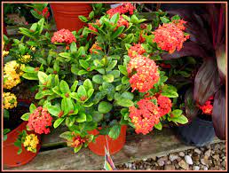 Ixora Plant Hummingbird And Butterflies Love This Plant Be Sure To Give The Special Code Summersaleeventjuly At The Garden Center Trees To Plant Plant Sale
