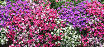 Image result for foto surfínie