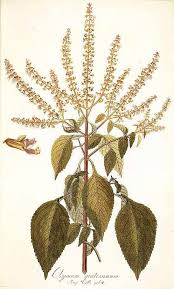 Image result for Ocimum