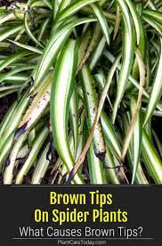 Why Are The Leaves On My Spider Plant Turning Brown In 2021 Spider Plants Plant Leaves Turning Brown Plants