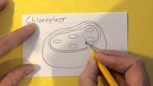 We did not find results for: How To Draw A Chloroplast Youtube