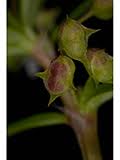 Image result for Oldenlandia angolensis