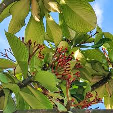 Image result for Synadenium grantii