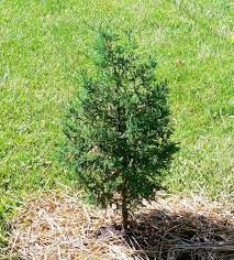 I'm buying cedar tree saplings please message me with your friend code and i'll send mine. Lessons For An Apologetic Gardener Red Cedar Saplings Garden Inspiration