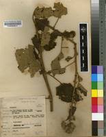 Image result for Hibiscus panduriformis