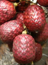 Calamus Peregrinus 1 Sprouts Seed 1675489 Frutta Natura
