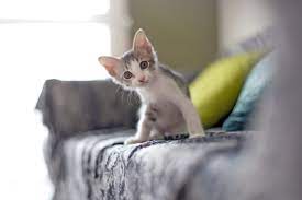 Cat Dog Vaccinations In Boca Raton Fl Pet Vaccinations