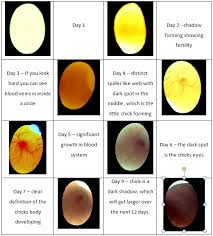 Gently rotate the egg, tilting it slightly to one. Pin By Louann Thompson On Chickens Candling Chicken Eggs Incubating Chicken Eggs Hatching Chickens