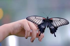 Tagfalter فراشات Butterflies صور صور فراشات جميلة فراشات روعة Butterfly Wallpaper Hippie Wallpaper Colorful Wallpaper