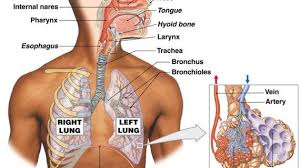 Kenyu's anatomy tutorial part 1. Male Respiratory System Diagram Respiratory System Biology 308 With Cabrera At Winthrop Respiratory System Human Anatomy Chart Systems Biology