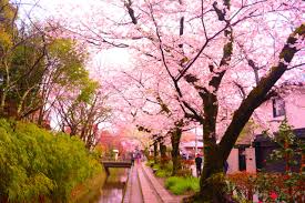 Check spelling or type a new query. Ingin Menikmati Bunga Sakura Kamu Bisa Kunjungi 6 Tempat Ini Kumparan Com
