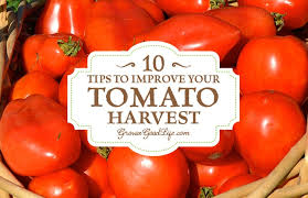 How do plants grow light? Growing Tomatoes 10 Tips To Improve Your Tomato Harvest