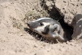 Travel guide resource for your visit to badger. American Badger
