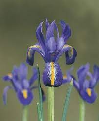 Iris Kids Gardening Autumn Planting Browse Our Shop Planting Bulbs Iris Iris Reticulata