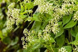 Image result for Mikania