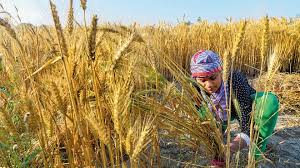 Himachal pradesh is famous for its abundant natural and real beauty. Specialty Food Ingredient Makers Prefer Wheat From Up Rajasthan