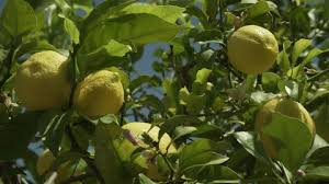 Each plant or tree that leaves our farm is approved by the usda and ships directly from our farm to your door. Lemon Tree Spain 4k Stock Video 347 732 708 Framepool Stock Footage