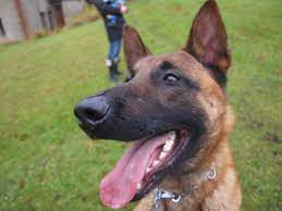 Don't miss what's happening in your neighborhood. Belgium Malinois Breeding Training Belgian Malinois Ireland
