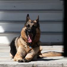 The bidens adopted major from the delaware humane association in 2018, a. Ruff Life With Biden S Win The White House Will Get Two Dogs In Chief Joe Biden The Guardian