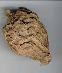 Image result for Aframomum mala