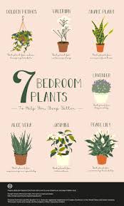 Using these plants for skin care is one of the best moves you can make to improve the quality of your skin on the body. 7 Bedroom Plants To Help You Sleep Better The Sleep Matters Club