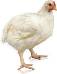 Are you looking for white chicken design images templates psd or png vectors files? White Chicken Png Transparent Background Free Download 40307 Freeiconspng