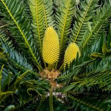 Image result for Encephalartos