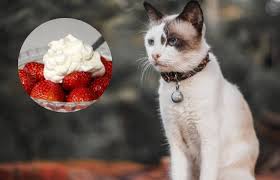However, they are high in carbohydrates, and most of the carbohydrates come from sugar. Can Cats Eat Carrots Know The Facts Tuxedo Cat