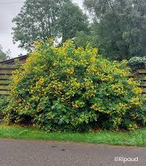 Image result for Senna floribunda